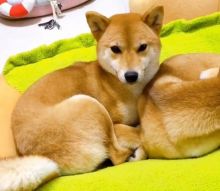 Shiba Inu puppies for adoption.