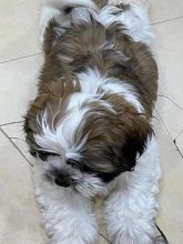 shih tzu Puppies Looking For Their Forever Home