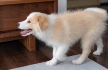 wonderful Border Collie puppies for adoption