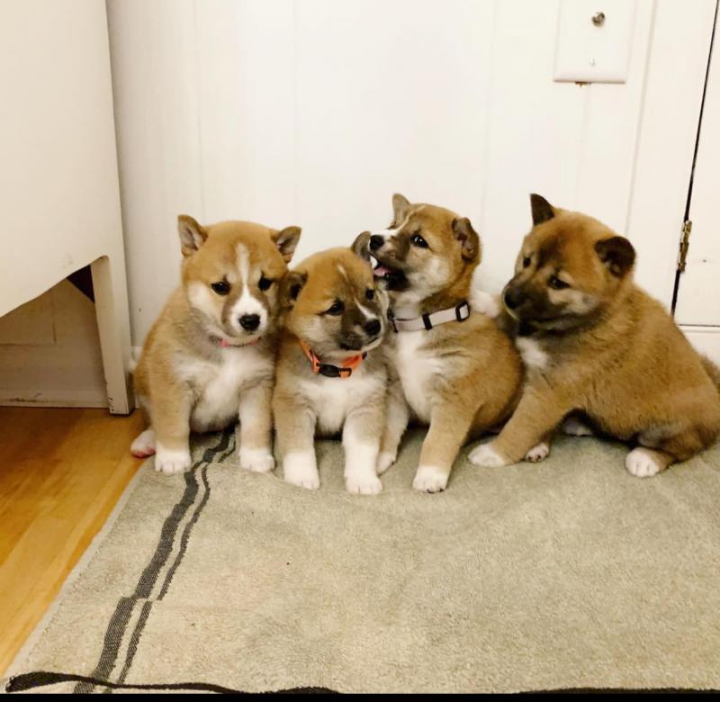 Amazingly Looking Shiba inu puppies Image eClassifieds4u