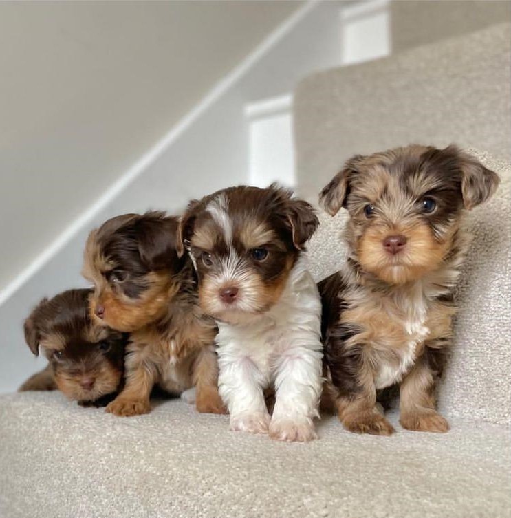 Beautiful yorkie Puppies Ready For Adoption Image eClassifieds4u