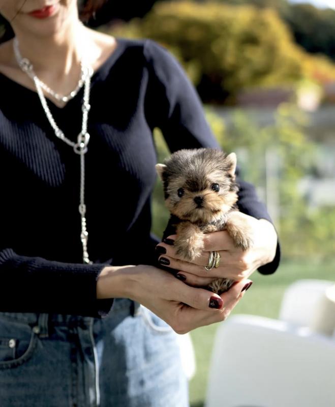 Beautiful Yorkshire Terrier near me Image eClassifieds4u