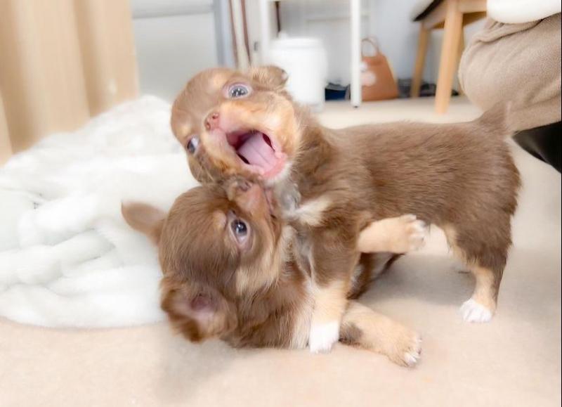 Chihuahua puppies for adoption Image eClassifieds4u