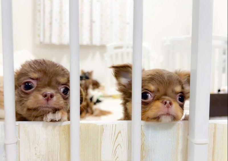 chihuahua Puppies Ready For Adoption Image eClassifieds4u