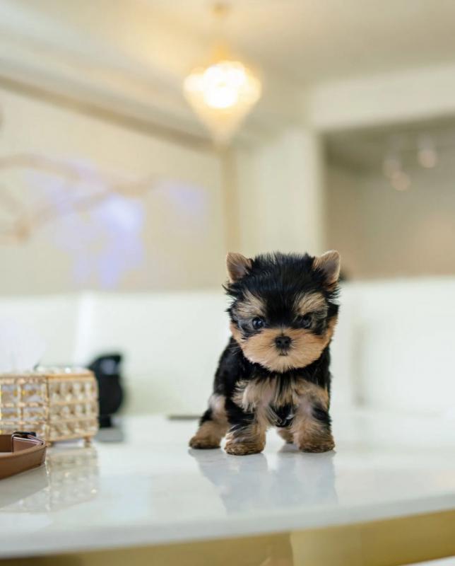 Cute Yorkie puppies for sale Image eClassifieds4u