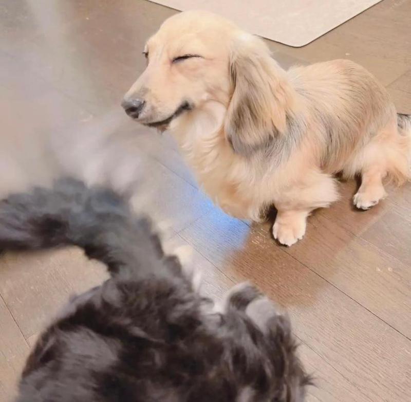 dachshund puppies for adoption Image eClassifieds4u