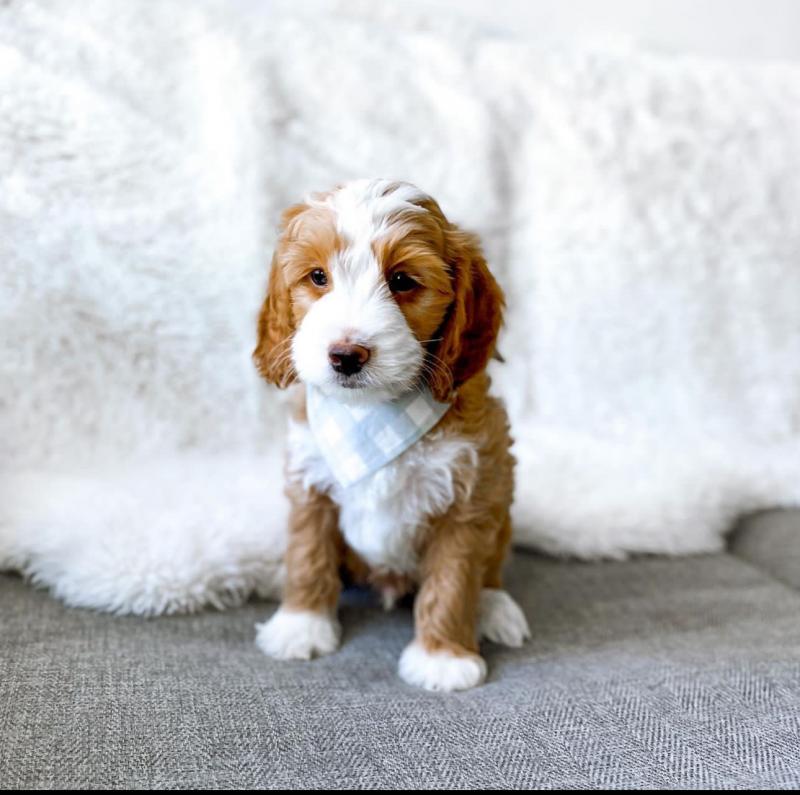 Goldendoodle puppies available (ryan4snoopy@gmail.com) Image eClassifieds4u