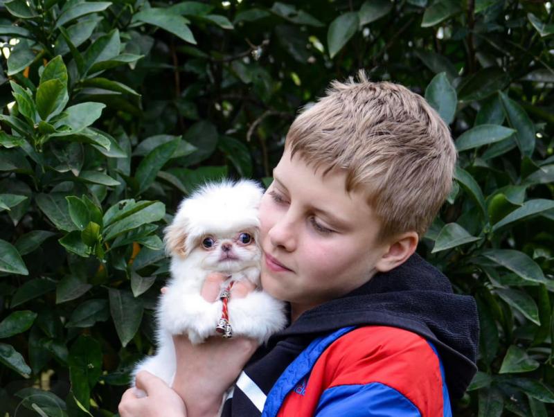 Japanese Chin puppies available Image eClassifieds4u