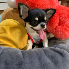 A Cute Chihuahua puppy for adoption (christianjeck213@gmail.com) Image eClassifieds4u 3
