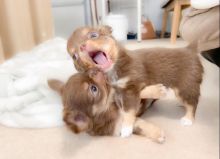 Beautiful Chihuahua puppies for adoption Image eClassifieds4u 4