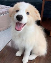 Gorgeous Top Quality Border Collie Puppies for adoption Image eClassifieds4u 1