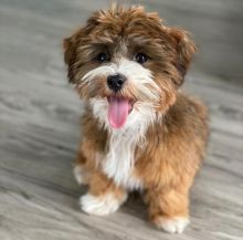 Havanese puppies for adoption Image eClassifieds4U
