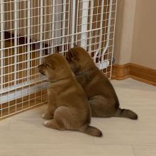 Healthy Male and Female SHIBA INU Puppies Available For Adoption (rebecajohnson249@gmail.com) Image eClassifieds4u 4