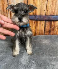 Mini Schnauzer puppies available Image eClassifieds4u 4