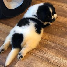 Newfoundland puppies for adoption (clintongreen269@gmail.com) Image eClassifieds4u 2