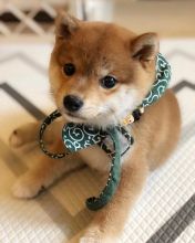 Shiba inu puppies for free adoption , male and female available Image eClassifieds4u 1