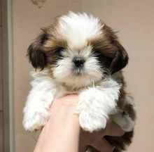 Shih Tzu PUPPIES AVAILABLE Image eClassifieds4u 4