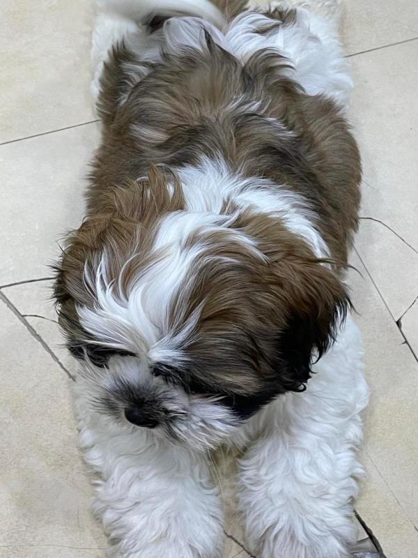 SHIH TZU PUPPIES FOR adoption Image eClassifieds4u