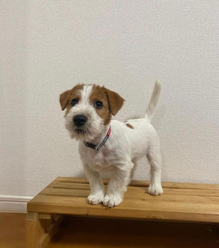 Stunning Jack Russell puppies available Image eClassifieds4u