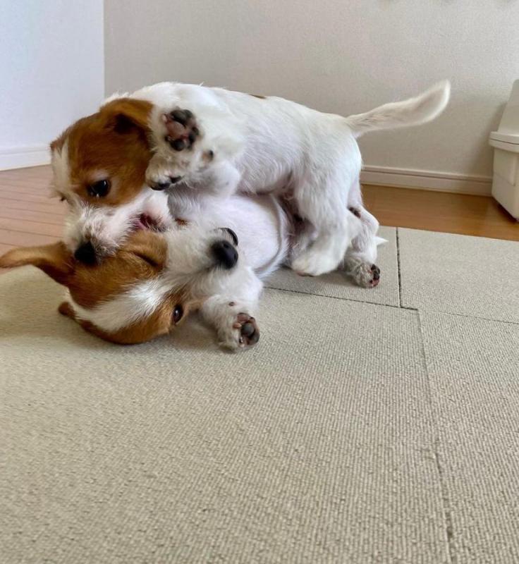 Stunning Jack Russell puppies available Image eClassifieds4u