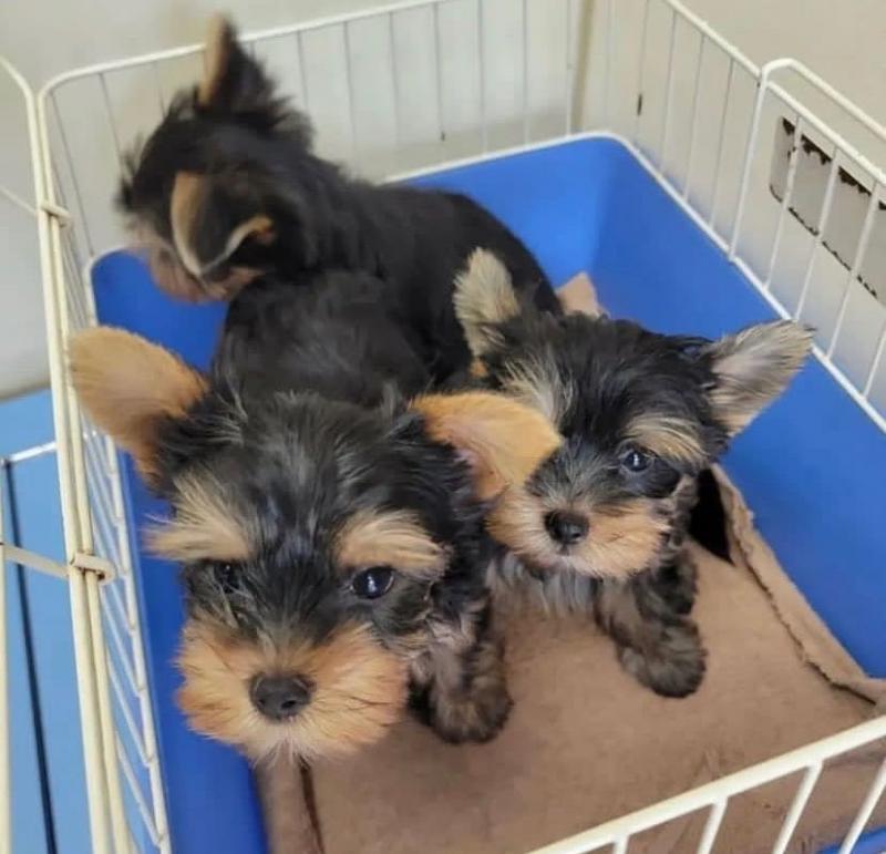 Two Teacup YORKIE Puppies Need a New Family (jmalin882@gmail.com) Image eClassifieds4u