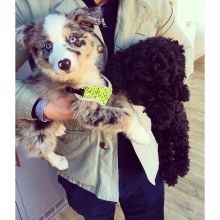 Adorable Australian Shepherd puppies for Adoption