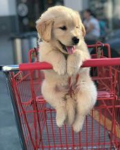 Adorable Golden Retriever Puppies