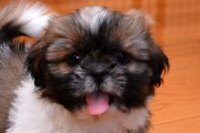 Adorable Shih Tzu Puppies For Re-Homing