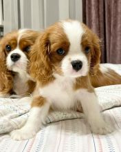 Cavalier King Charles puppies for adoption (krisppen2@gmail.com)
