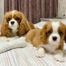 Cavalier King Charles puppies for adoption (krisppen2@gmail.com)