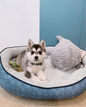 Charming and Beautiful husky puppies