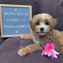 C.K.C MALE AND FEMALE MALTIPOO PUPPIES AVAILABLE