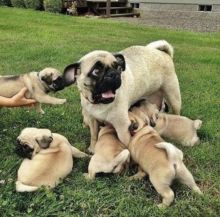 Fantastic Ckc Pug Puppies for Adoption