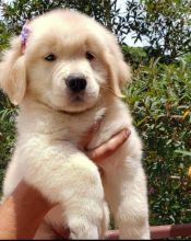 Golden retriever puppies for adoption (ckingsley486@gmail.com)