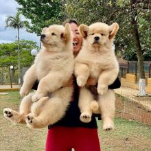 Golden retriever puppies for adoption (ckingsley486@gmail.com)