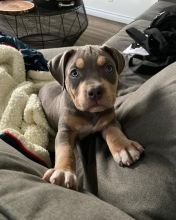 Gorgeous pitbull puppies ((renemailey3@gmail.com))