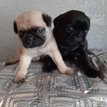 Healthy Male and Female pug Puppies Available For Adoption (henrrjonas@gmail.com)