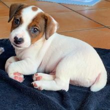 Jack Russell Terrier Female and Male