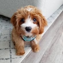 Lovely cute Cavapoo puppies for adoption