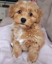 MARVELOUS CKC HAVANESE PUPPIES FOR RE-HOMING