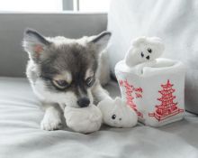Pomsky puppies for adoption (markleeds18@gmail.com)