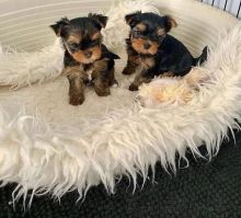 Two Teacup YORKIE Puppies Need a New Family (jmalin882@gmail.com)