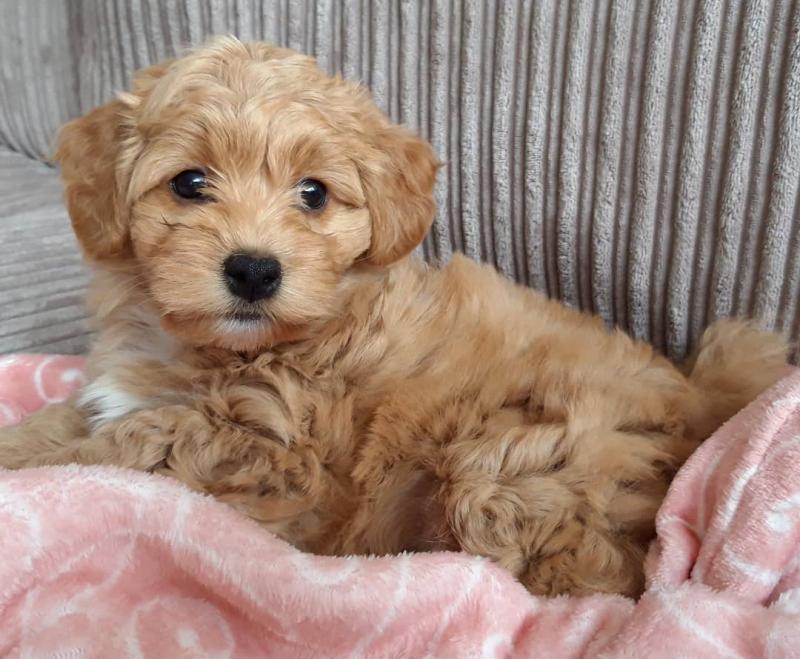 Adorable Havanese puppies for adoption Image eClassifieds4u