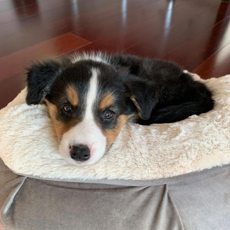 Border collie for adoption (melendezcrowley@gmail.com) Image eClassifieds4u