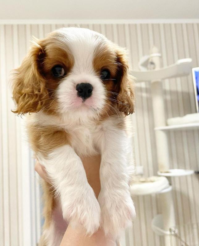 Cavalier King Charles puppies for adoption (krisppen2@gmail.com) Image eClassifieds4u