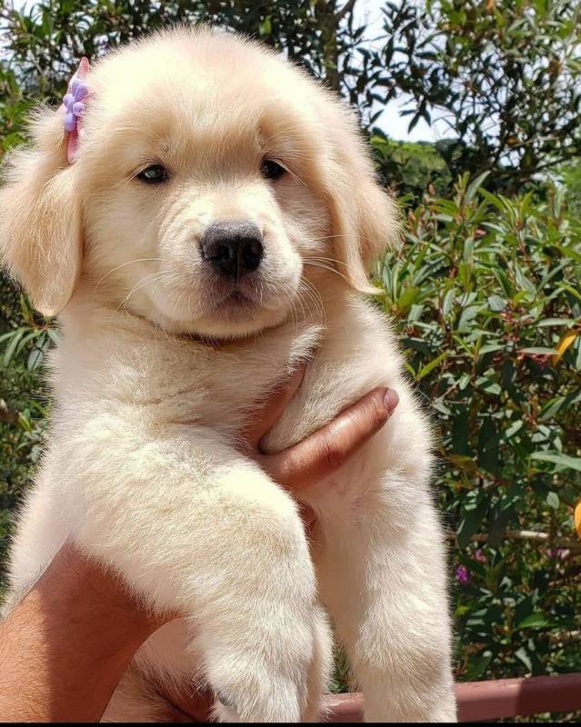 Golden retriever puppies for adoption (ckingsley486@gmail.com) Image eClassifieds4u