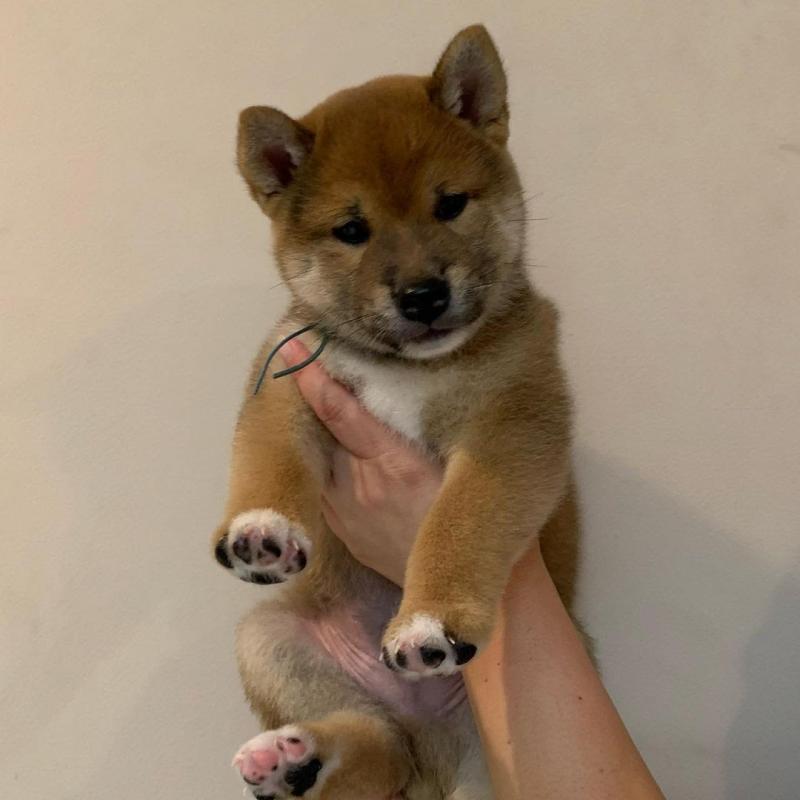 Healthy Male and Female SHIBA INU Puppies Available For Adoption (rebecajohnson249@gmail.com) Image eClassifieds4u