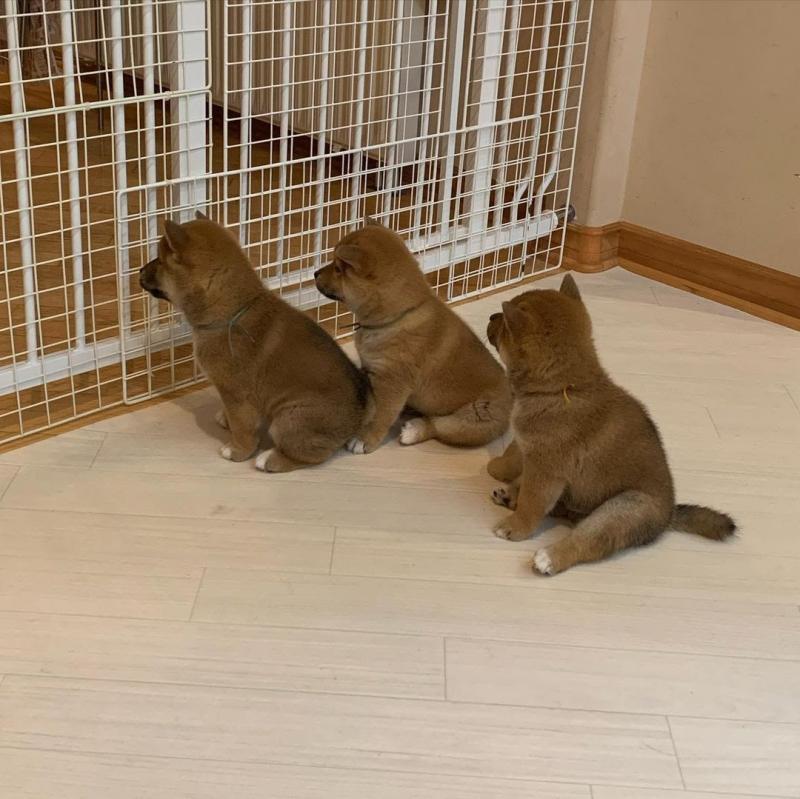 Healthy Male and SHIBA INU Puppies Available For Adoption (rebecajohnson249@gmail.com) Image eClassifieds4u