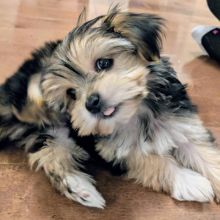 CUTE AND AMAZING MORKIE PUPPIES FOR RE-HOMING Image eClassifieds4U