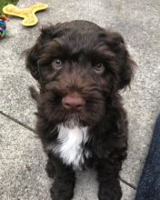 CUTE AND AMAZING Portuguese water dog PUPPIES FOR RE-HOMING Image eClassifieds4U